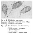 Cercaria crumena