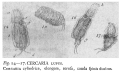 Cercaria lupus