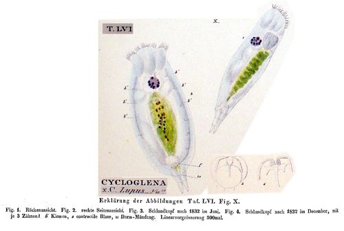 Cercaria lupus Cercaria lupus