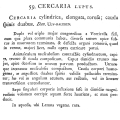 Cercaria lupus