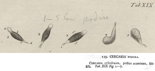 Cercaria podura Cercaria podura