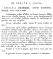 Cercaria podura - Original description image