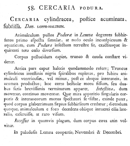 Cercaria podura Cercaria podura