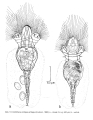 Collotheca ambigua, author: Christian D. Jersabek