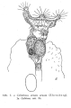 Collotheca ornata, author: Christian D. Jersabek