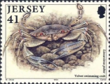 Liocarcinus puber, author: Collection Georges Declercq