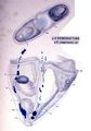 Cyphonautes compressus