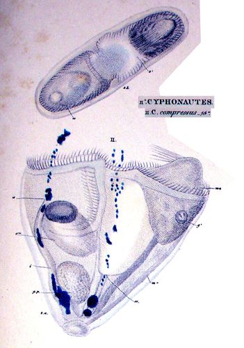 Cyphonautes compressus