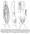 Dicranophorus grandis, author: Christian D. Jersabek