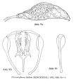 Dicranophorus luetkeni, author: Christian D. Jersabek