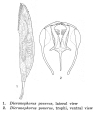 Dicranophorus ponerus - Original description image, author: Christian D. Jersabek