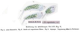Diglena capitata, author: Christian D. Jersabek