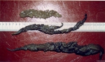 Ctenostomatida