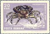 Pachygrapsus marmoratus, author: Collection Georges Declercq 