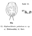 Dipleuchlanis paludosa - Original description image, author: Christian D. Jersabek