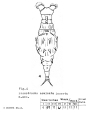 Dissotrocha aculeata inserta - Original description image, author: Christian D. Jersabek