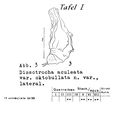 Dissotrocha aculeata octobullata - Original description image, author: Christian D. Jersabek