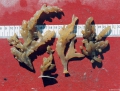 Ctenostomatida