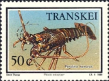 Panulirus homarus, author: Collection Georges Declercq 