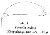 Diurella stylata, author: Christian D. Jersabek