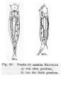 Dorystoma caudatum, author: Christian D. Jersabek