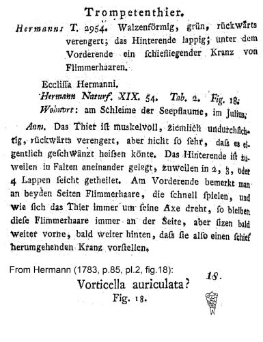 Ecclissa hermanni Ecclissa hermanni