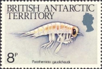 Parathemisto gaudichaudi
