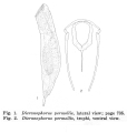 Rotifera (rotifers)