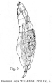Encentrum sorex, author: Christian D. Jersabek