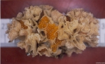 Bryozoa