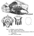 Enteroplea lacustris, author: Christian D. Jersabek