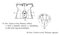 Eosphora aurita, author: Christian D. Jersabek
