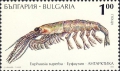 Euphausiacea