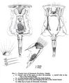 Epiphanes brachionus, author: Christian D. Jersabek