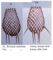 Eretmia cubeutes