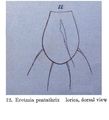 Eretmia pentathrix - Original description image
