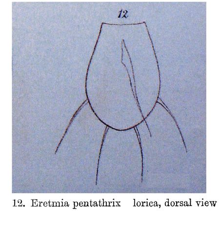 Eretmia pentathrix - Original description image