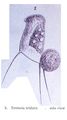 Eretmia trithrix