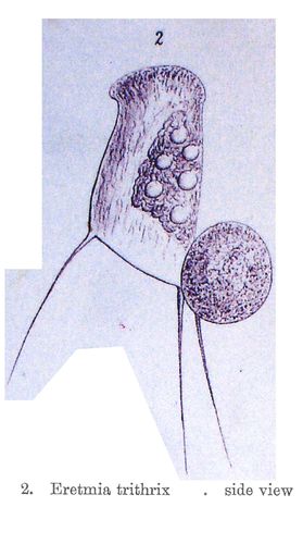 Eretmia trithrix Eretmia trithrix
