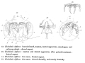 Rotifera (rotifers)
