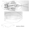 Euchlanis dilatata, author: Christian D. Jersabek