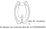 Euchlanis dilatata lucksiana, author: Christian D. Jersabek