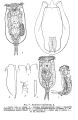 Euchlanis ligulata - Original description image, author: Christian D. Jersabek
