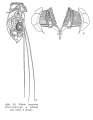 Filinia longiseta, author: Christian D. Jersabek