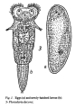 Floscularia decora, author: Christian D. Jersabek