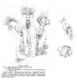 Floscularia trifolium - Original description image, author: Christian D. Jersabek