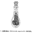Habrotrocha angusticollis, author: Christian D. Jersabek