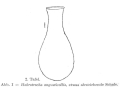Rotifera (rotifers)