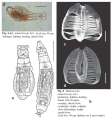 Habrotrocha antarctica - Original description image, author: Christian D. Jersabek