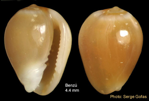 Gibberula caelata (Monterosato, 1877). Specimen from Benzú, Strait of Gibraltar (height 4.4 mm)